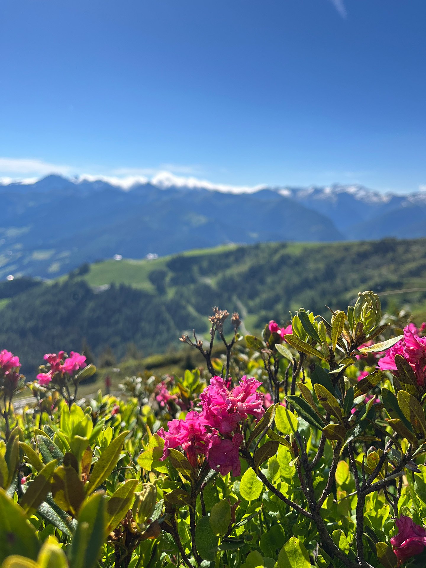 Beim Blumenpfad in Dorfgastein die Flora des Fulseck kennenlernen