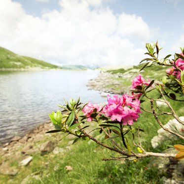 Palfnersee in Bad Gastein zur Sommerzeit mit Almröschen; Wanderung über Graukogel