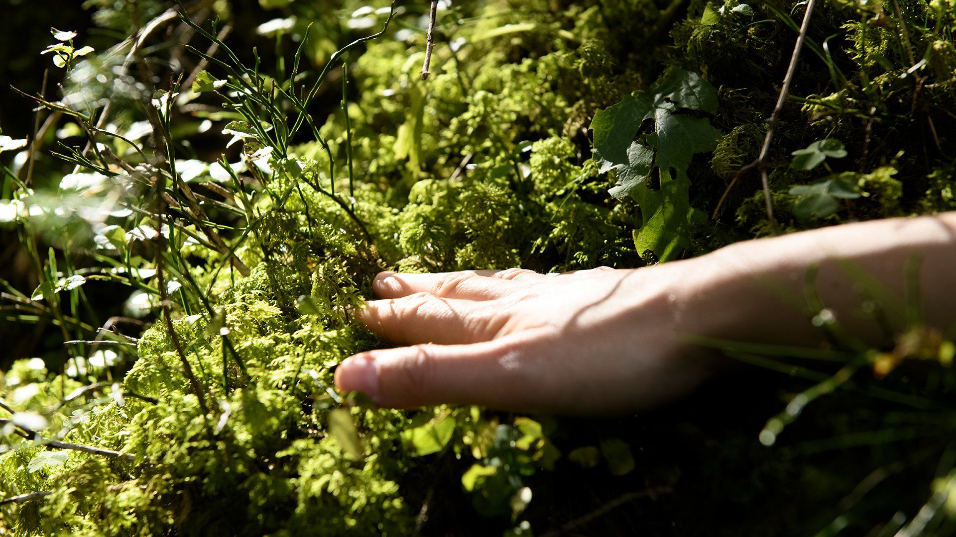 Eine ausgestreckte Hand berührt sanft grüne Blätter im Sonnenlicht; Nahaufnahme im Wald, die Naturverbundenheit und nachhaltige Erlebnisse in Gastein vermittelt.