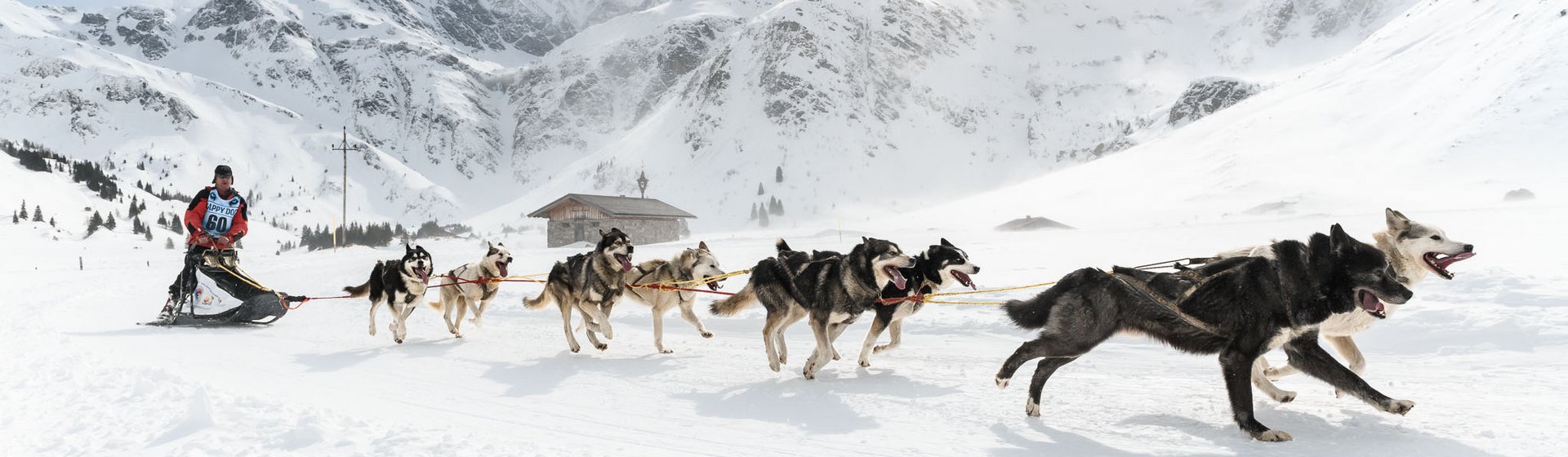Ein Musher fährt mit einem Hundeschlitten durch eine verschneite Landschaft, mehrere Hunde ziehen den Schlitten in einer Reihe über das weiße Gelände.