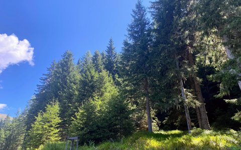 Wald.jpg