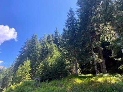 Wald